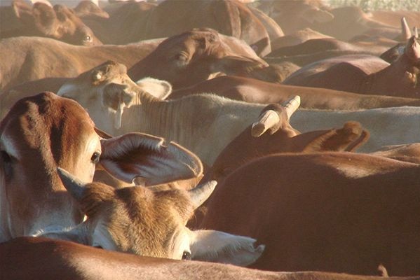 Kimberley cattle