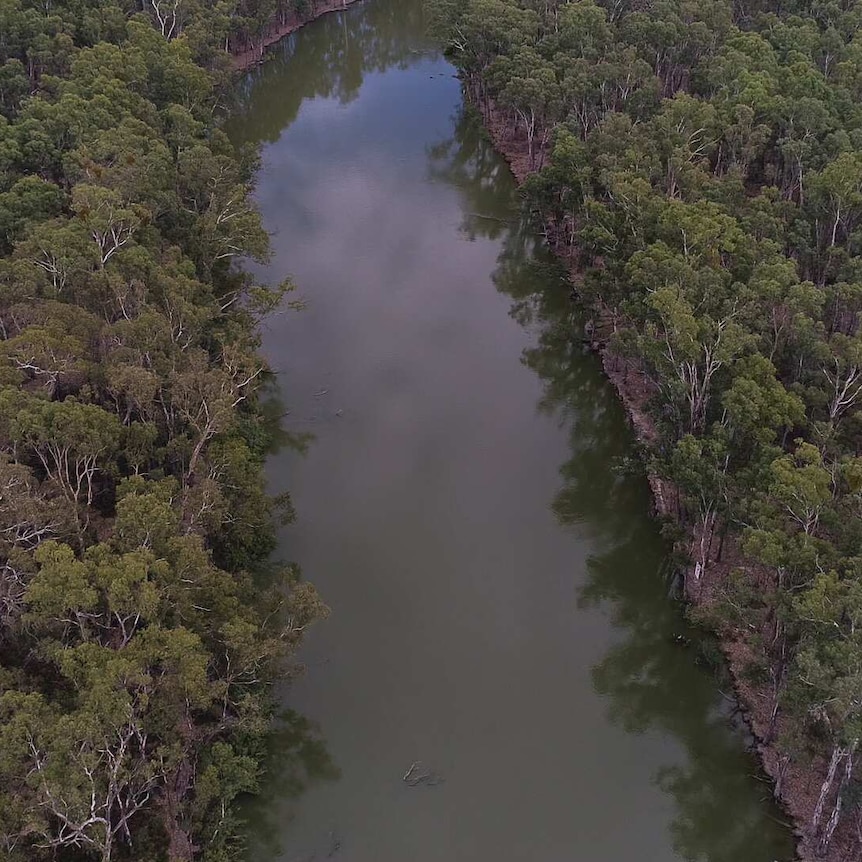 A narrow river runs through the centre of the image, on either side is a thick blanket of river red gum trees.