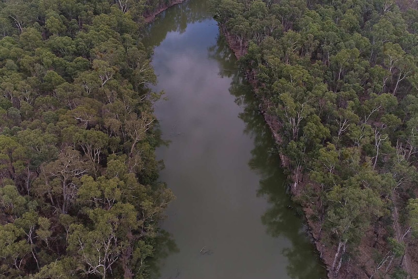 A narrow river banked with gum trees.