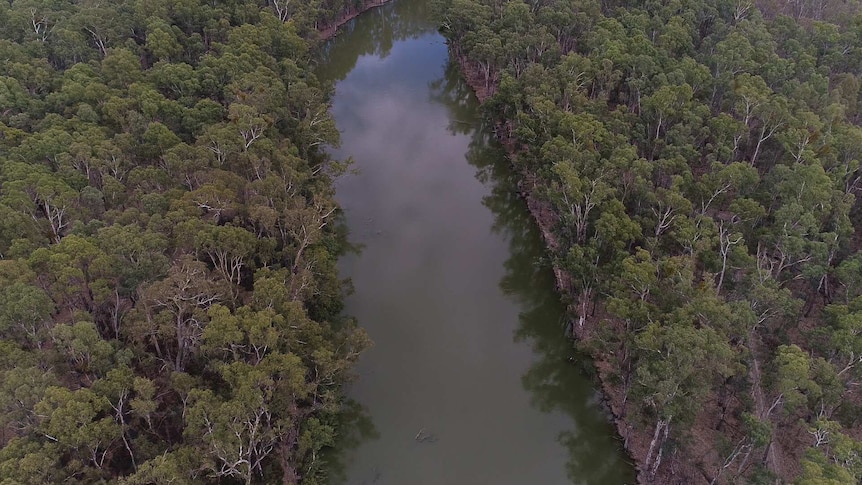 A narrow river runs through the centre of the image, on either side is a thick blanket of river red gum trees.
