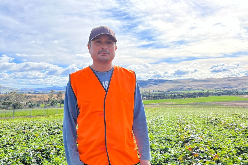 Strawberry runner farm, foreman, Basant Shrestha