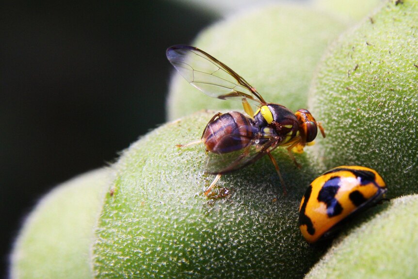 Sharing a plant. Queensland fruit fly (Bactrocera tryoni) and lady beetle.