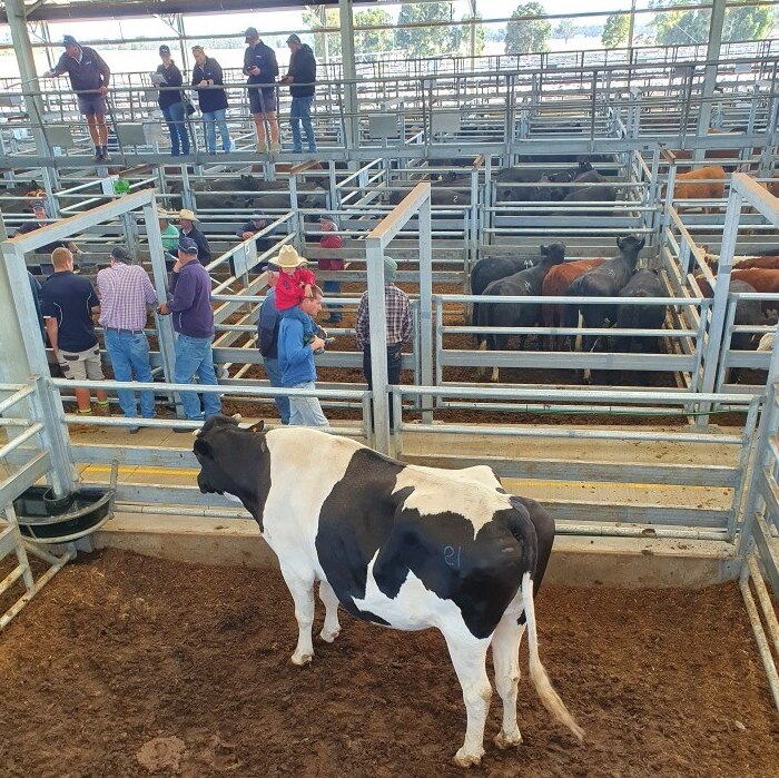A cow stands in a yard, with other cows in surrounding yards, and spectators and buyers standing around