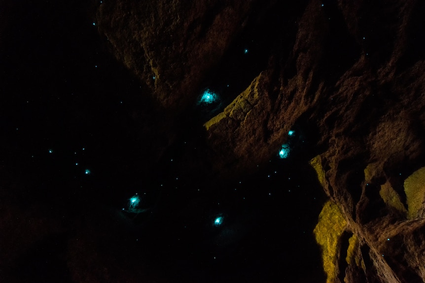 five bright glow worms that look blue in a dark cave