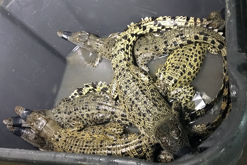 Crocodiles in a container await the start of 'the Cup' in Berry Springs
