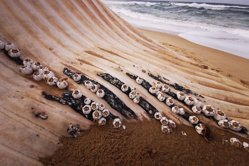 Mallacoota whale skin and barnacles