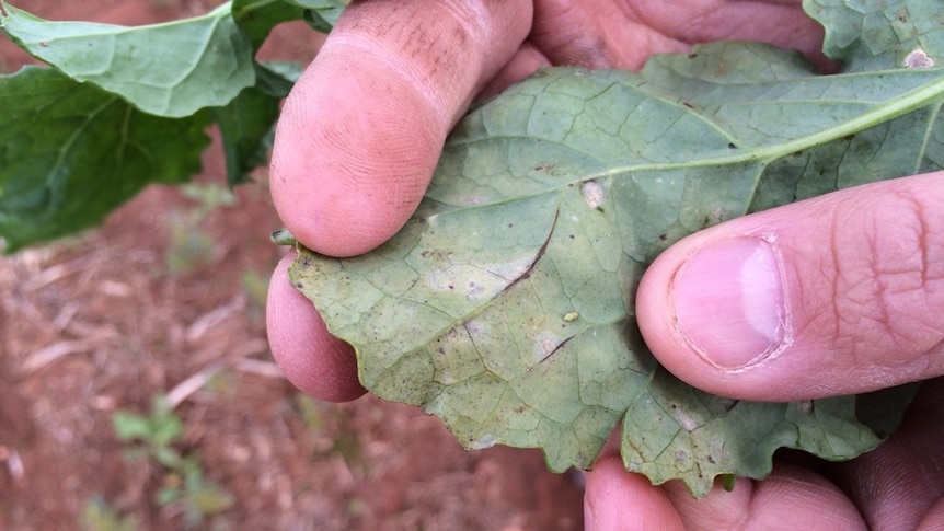 Hands holding a pest damaged leaf.