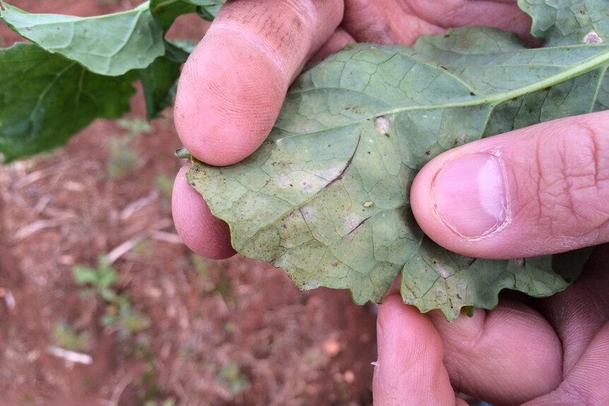 Green peach aphid on a canola leaf