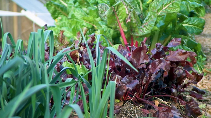 Vegie garden bed filled with leafy greens and colourful lettuces