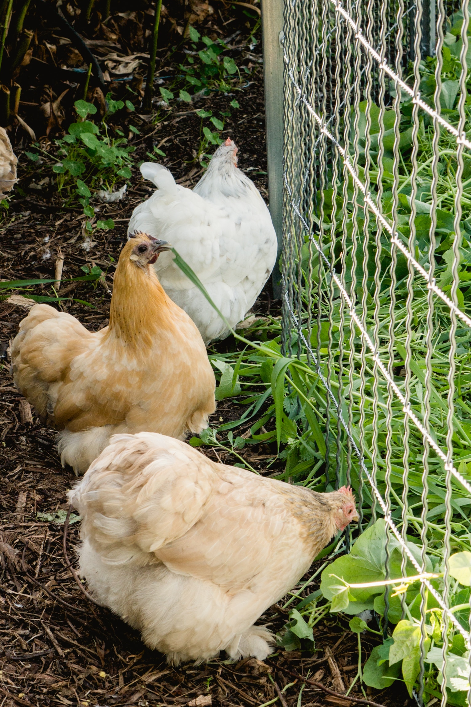 5 Wonderful Ways to Spoil Your Backyard Chickens (Without Breaking the Bank!)