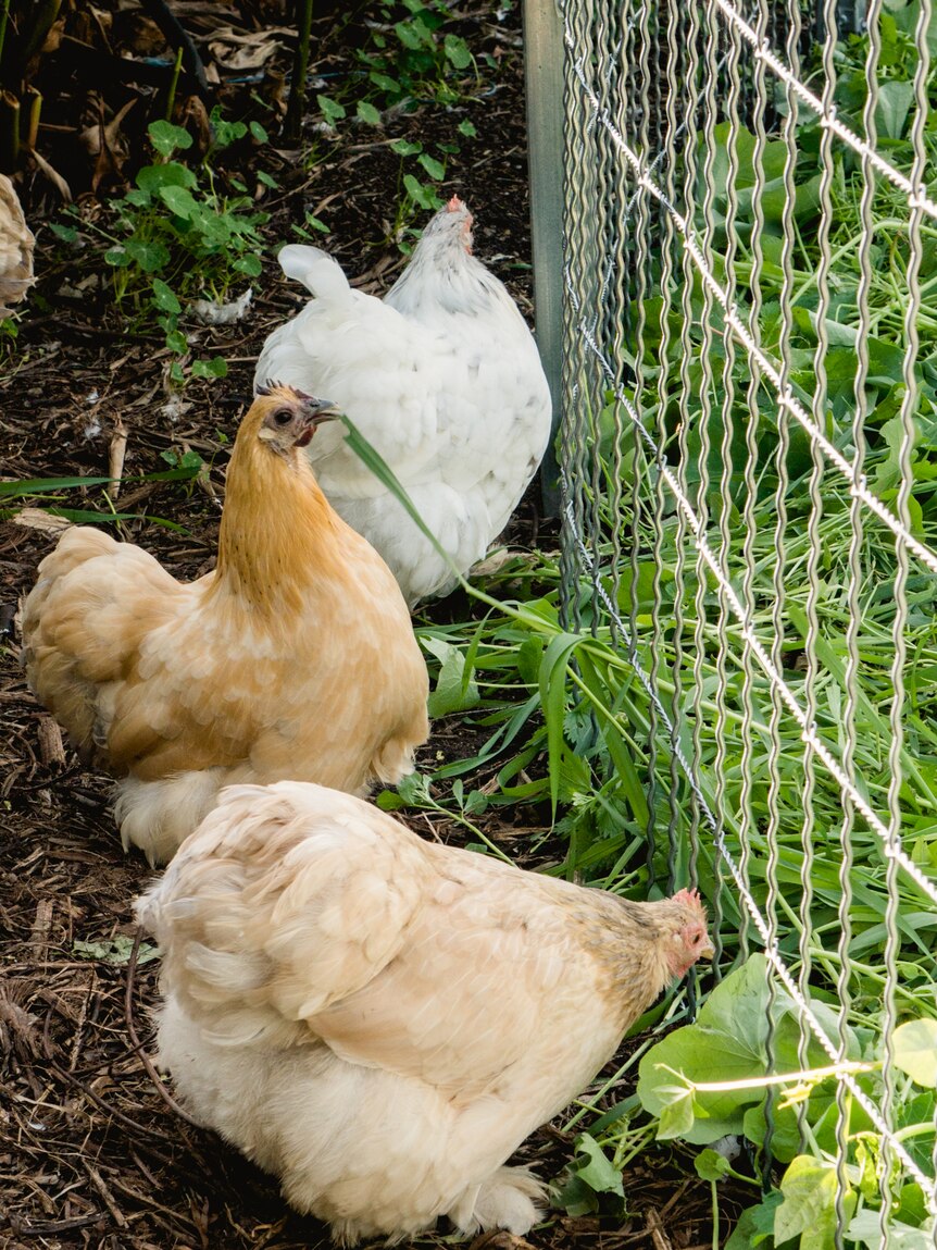Chickens peck at greens through their fence.