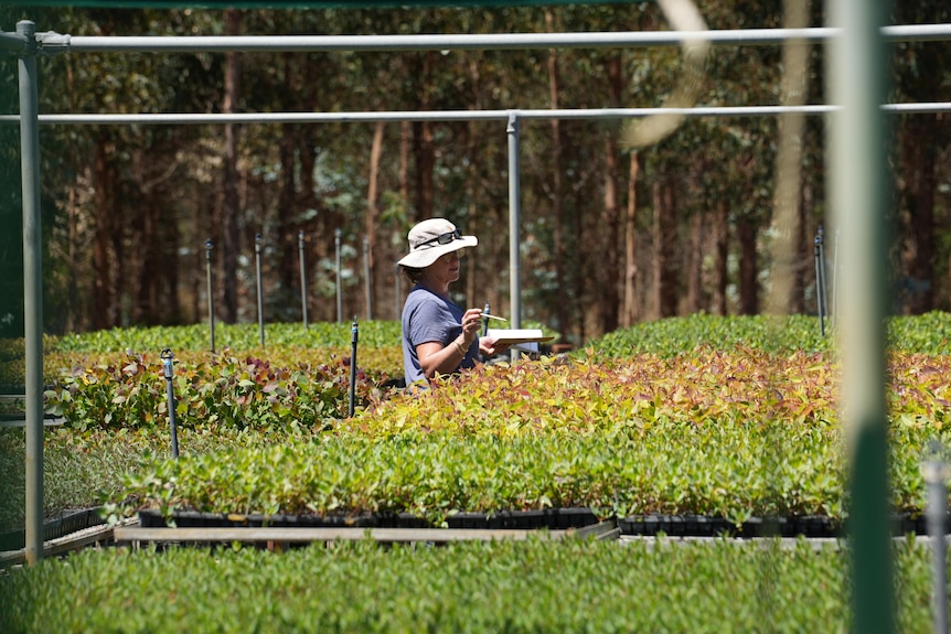 a woman in a hat counting seedlings 