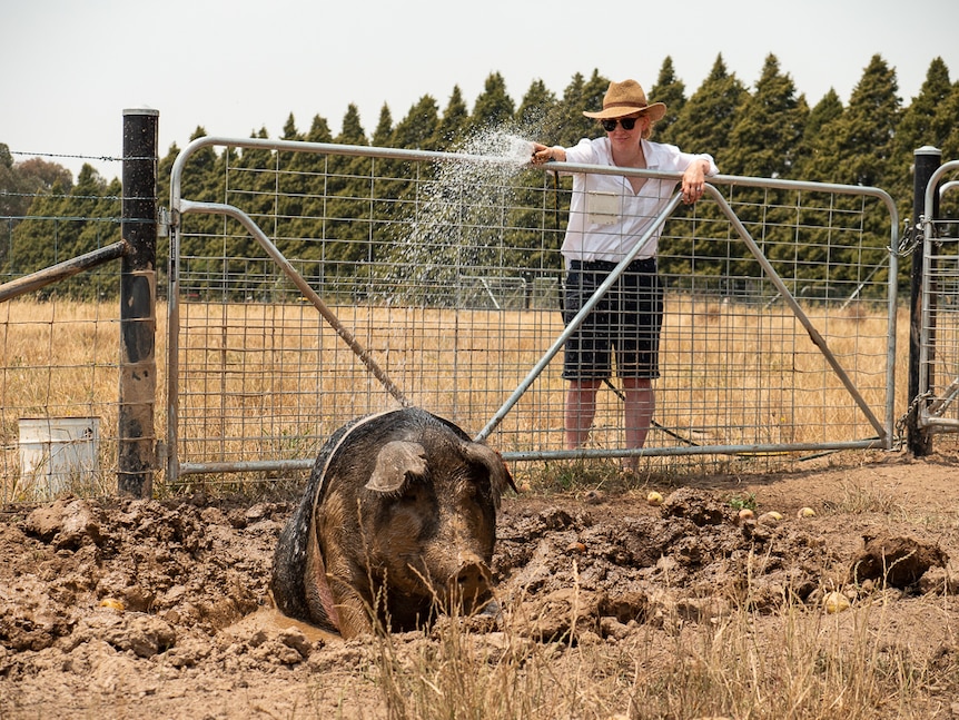Woman with water hose watering a pig in a wallow.