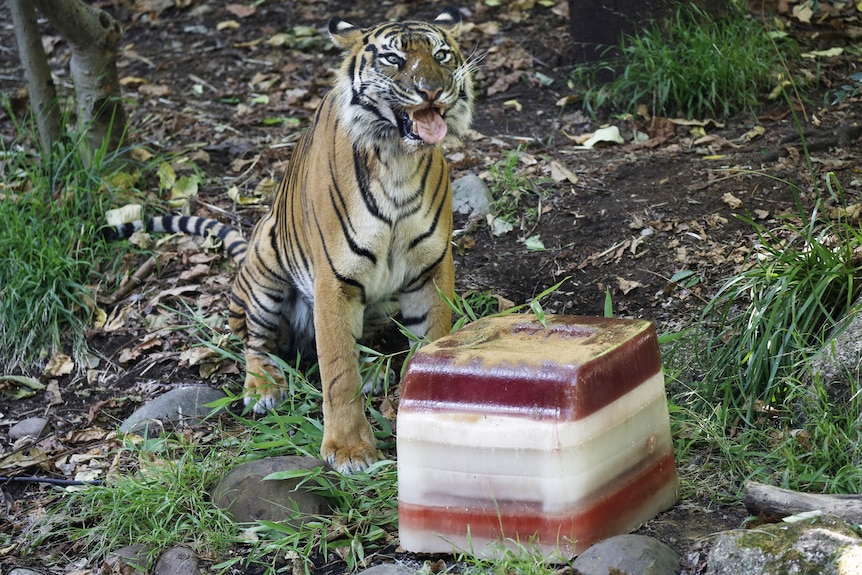A tiger sits with its mouth open and tongue out behind a large frozen ice block.