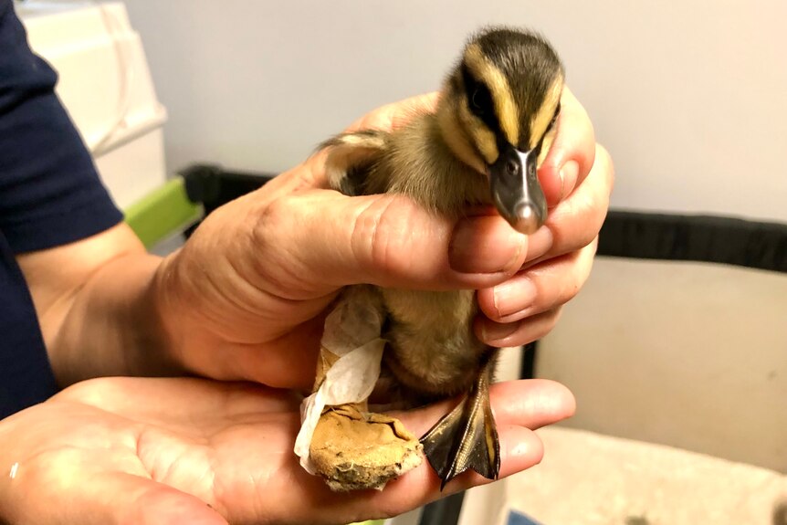 A cute little duckling being held up with a cardboard pad on one of its feet.