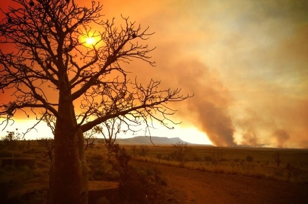 A bushfire rages in the Kimberley, with a boab tree in the foreground of the picture.
