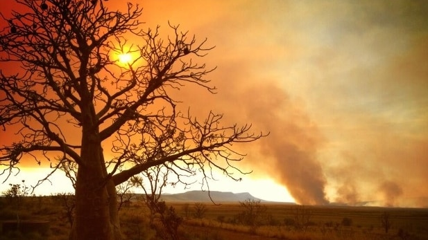A bushfire rages in the Kimberley, with a boab tree in the foreground of the picture.