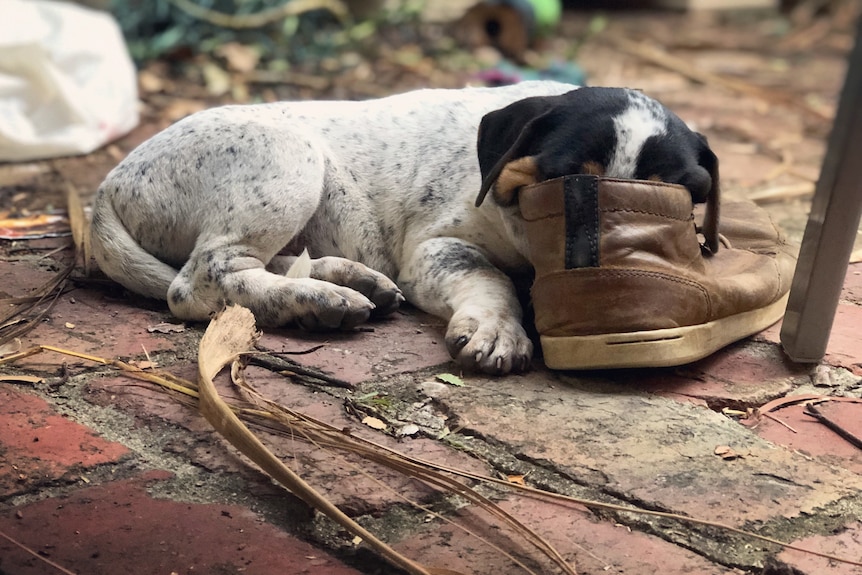 a puppy sleeps with its head in a boot