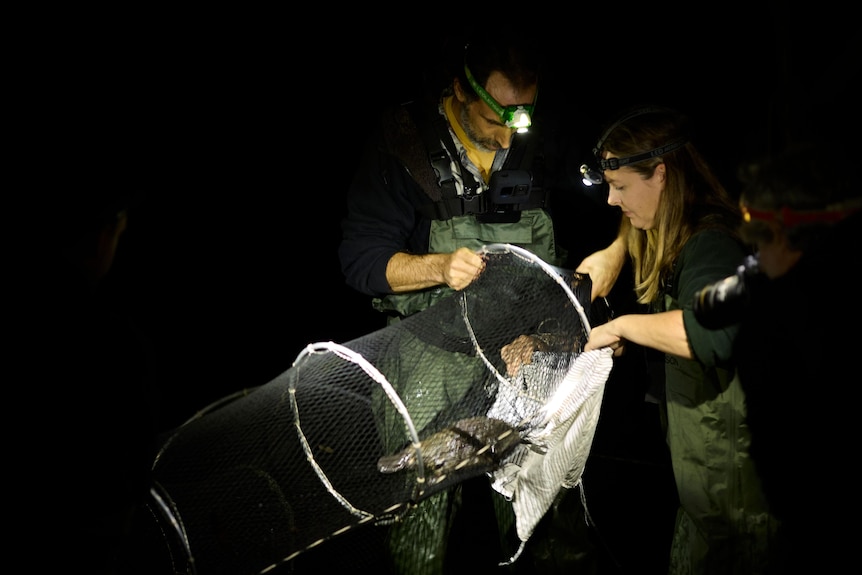 Two keepers holding net containing platypus