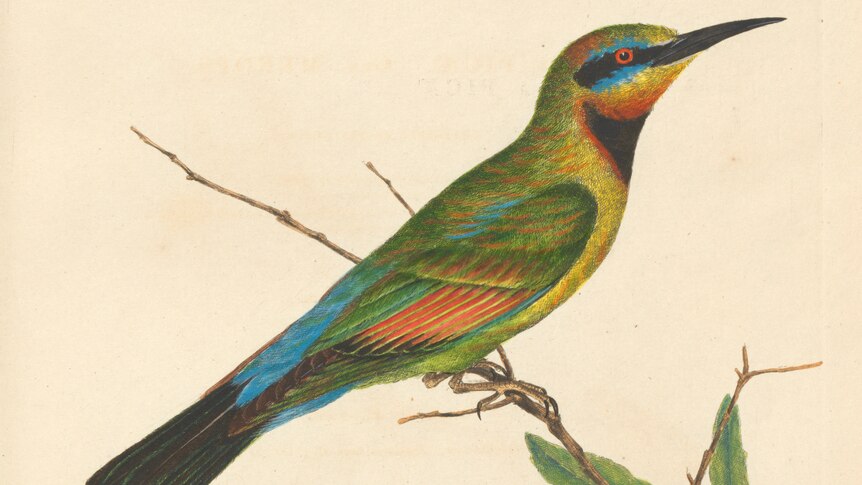 Rainbow bee-eater
