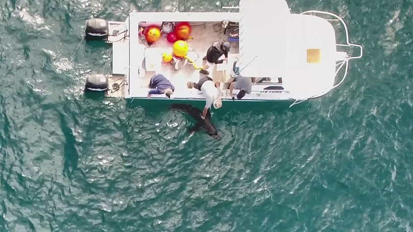 An aerial image of a boat with four people and one of them leaning over and holding the fin of a shark