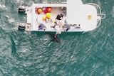 An aerial image of a boat with four people and one of them leaning over and holding the fin of a shark