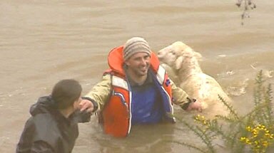 Flood waters rise ... a man and his sheep get a helping hand in Tasmania