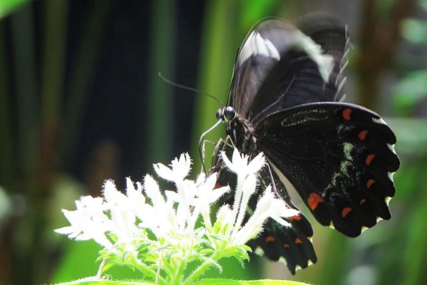 A black-winged butterfly sits next to some tiny flowers.