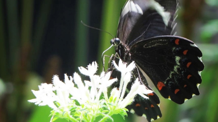 Brousse de banlieue restaurée avec 150 types d’arbres indigènes par un entomologiste à la retraite pendant 10 ans