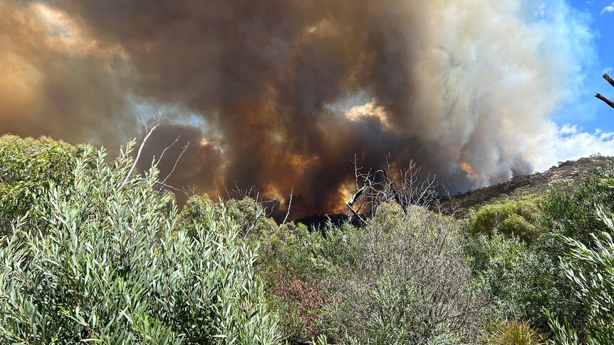 Smoke rises above bushland.