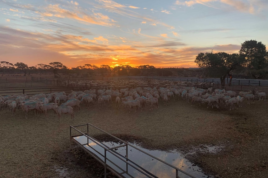 Hundreds of sheep look at the camera under a blue and purple sky.