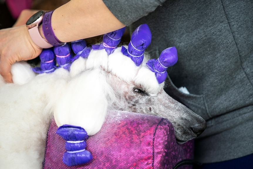 Image of a poodle with purple bags tied around its fur and hands treating its hair. 