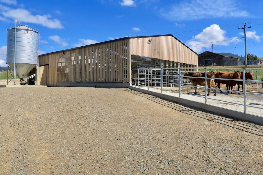 A shed built for cows with livestock out the front