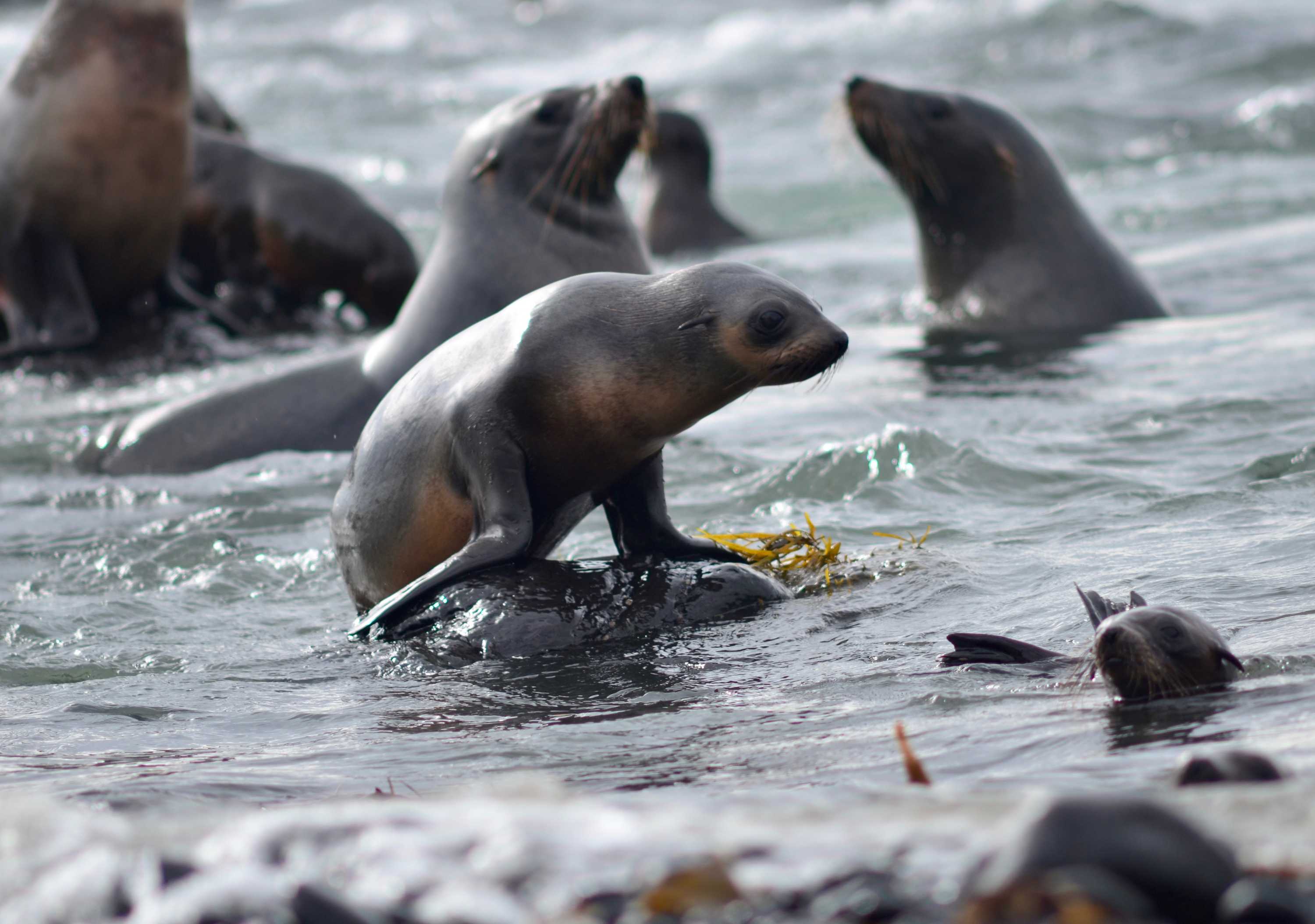 Phillip Island's fur seals threatened by growing scourge of ocean