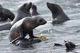 Australian Fur Seal pups get curious after taking a swim.