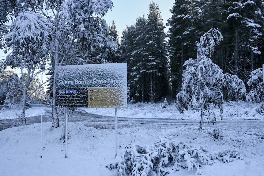 Snow covers a sign and trees
