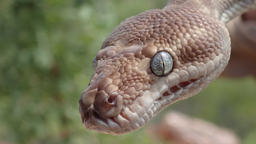 A close up image of a snake's head showing with large beige scales and beautiful grey eyes