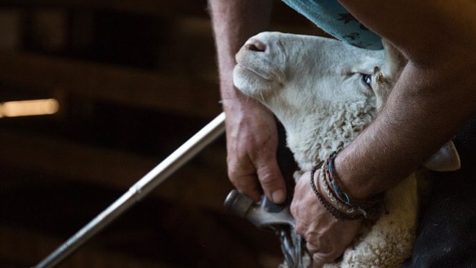 A shearer shearing a sheep near its neck, as the sheep relaxes back and looks up, almost smiling.