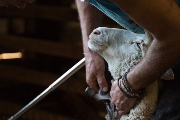 A shearer shearing a sheep near its neck, as the sheep relaxes back and looks up, almost smiling.