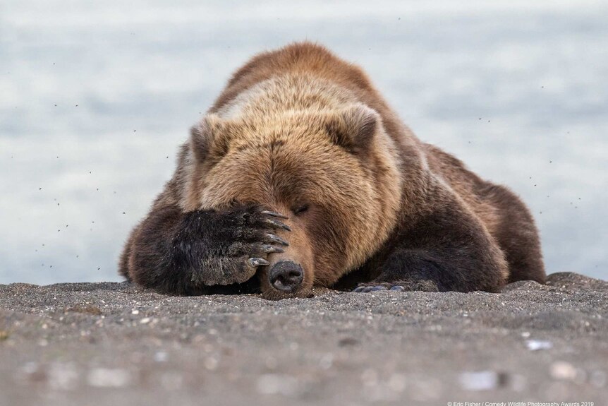 Brown bear lies on stomach sleeping with paw over it's nose.