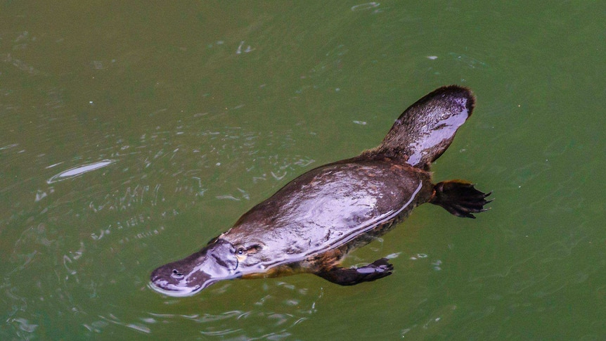 Platypus in river.