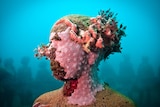 An underwater sculpture covered colourful coral.