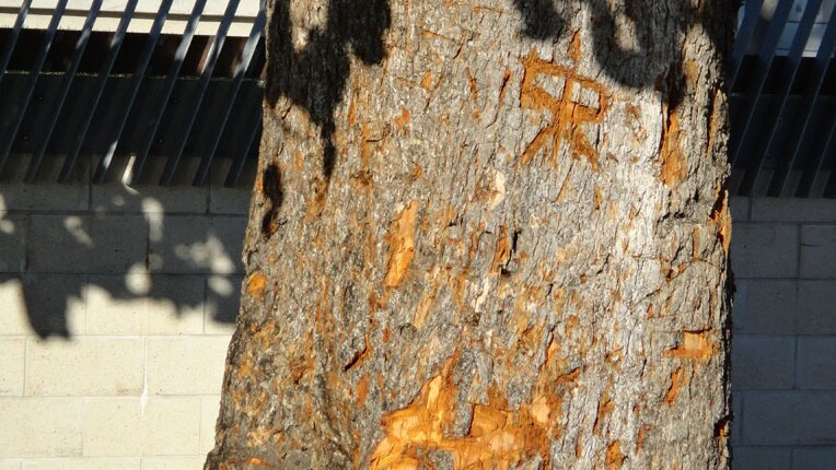 Graffiti on vandalised heritage-listed Leichhardt Tree in Mackay in north Queensland.