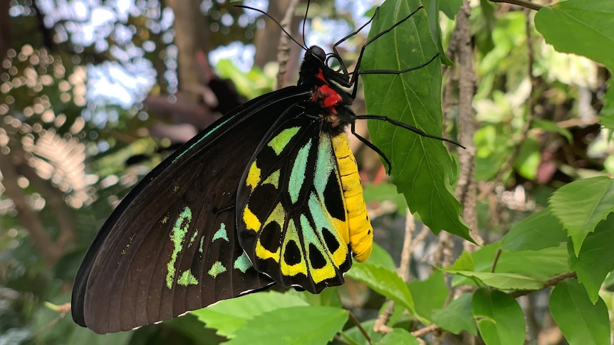 butterfly with black, yellow, green and blue pattern wings hangs on leaf