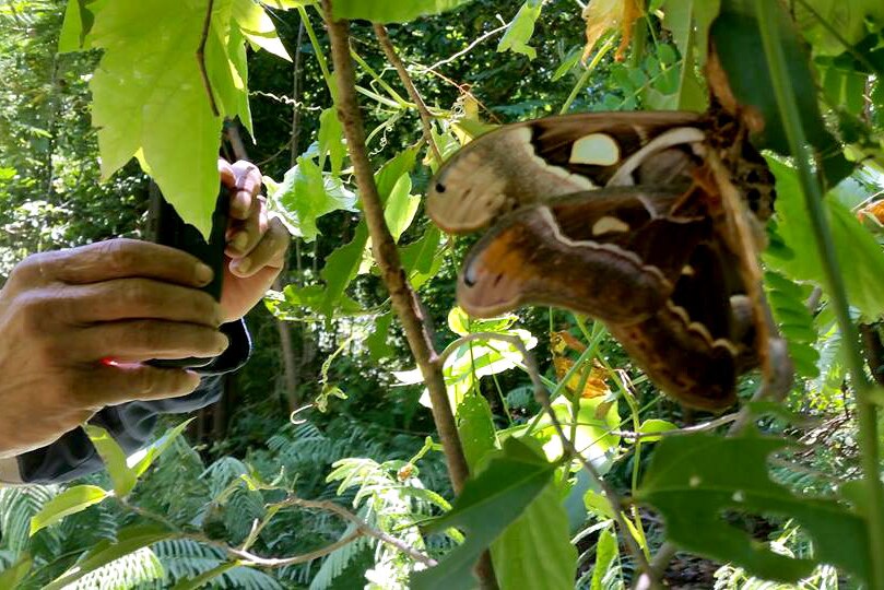 An Atlas moth being photographed