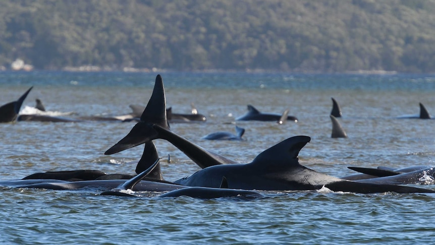 A pod of whales in the water with fins and tails visible, land in the background.