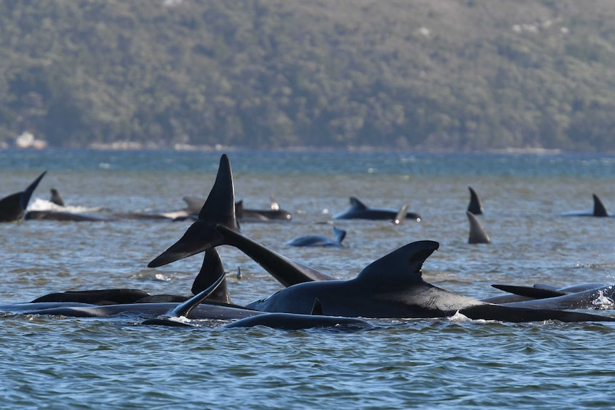 A pod of whales in the water with fins and tails visible, land in the background.