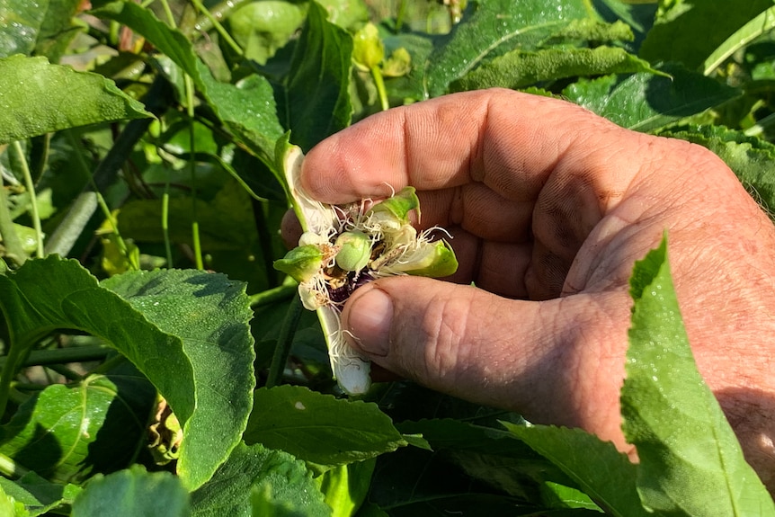 Farmer holds open passionfruit flower to reveal day old passionfruit.