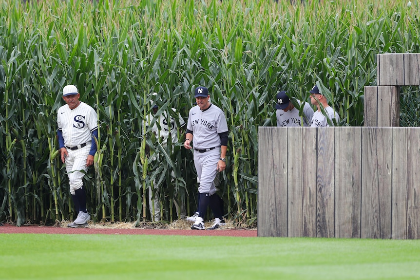 Players in baseball kits emerge from a field of corn
