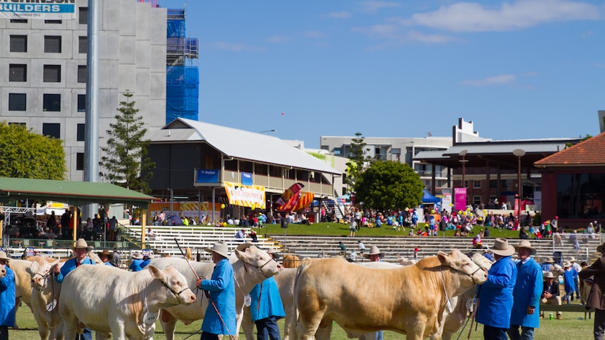 A series of cattle stand before the judges at the 2015 Ekka